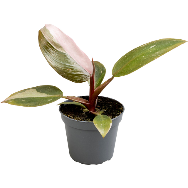 toom Philodendron 'Pink Princess' 6 cm Topf