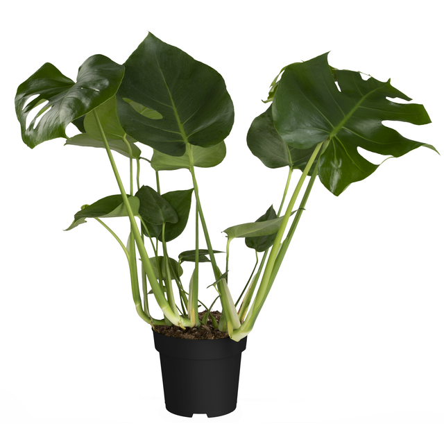 Monstera spitzes Fensterblatt 17 cm Topf