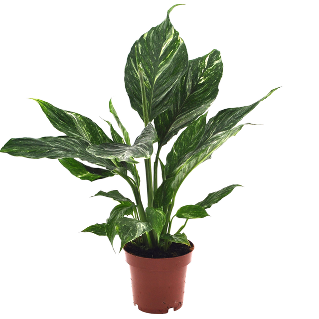 Einblatt 'Diamond variegata' 12 cm Topf