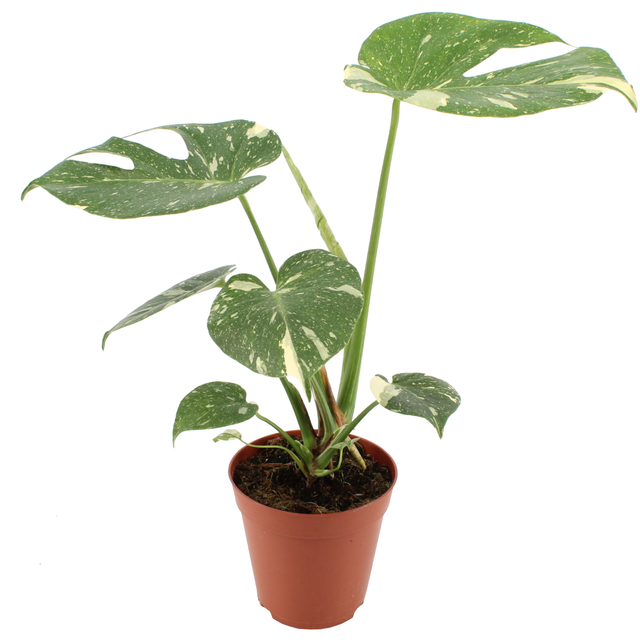 Monstera 'Thai Constellation' 15 cm Topf