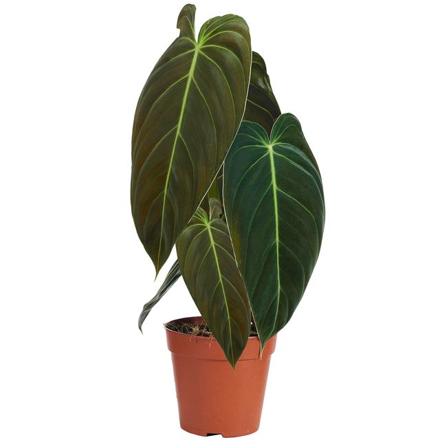 Philodendron 'Melanochrysum' 12 cm Topf