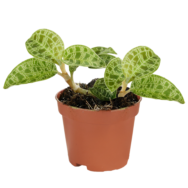 Juwelorchidee 'Petola' 6 cm Topf
