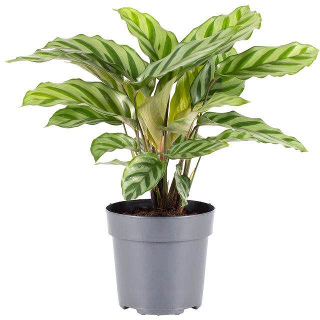 Calathea 'Freddy' 11 cm Topf