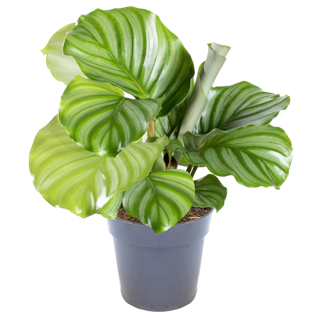 Calathea 'Orbifolia' 11 cm Topf