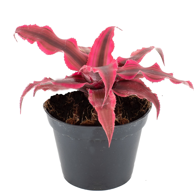 Versteckblüte 'Ruby Star' 6 cm Topf