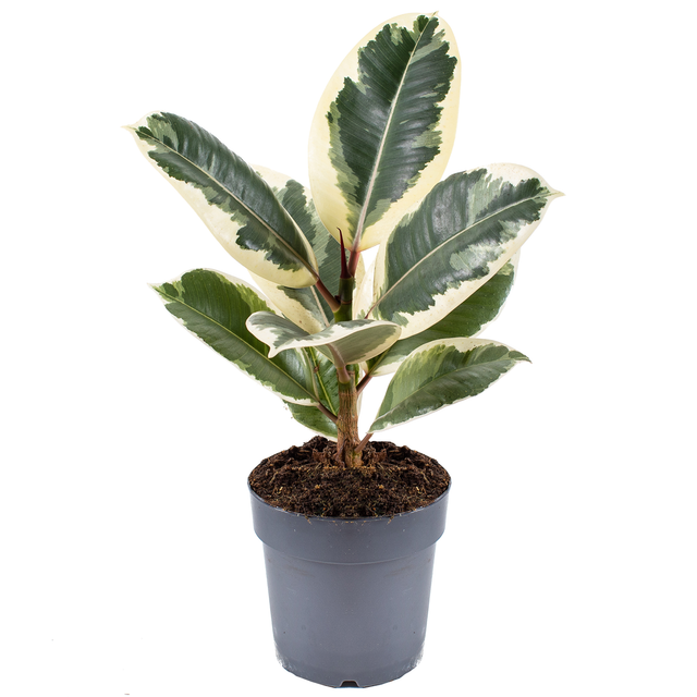 Gummibaum 'Tineke' 11 cm Topf