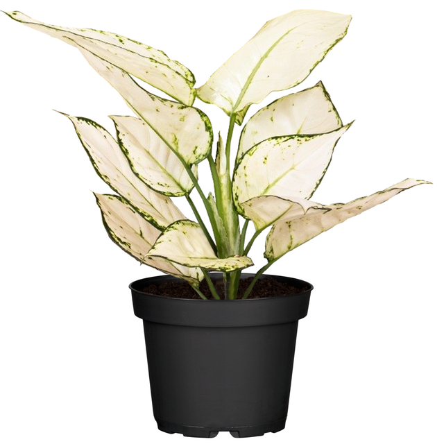 Aglaonema 'White Joy' 12 cm Topf
