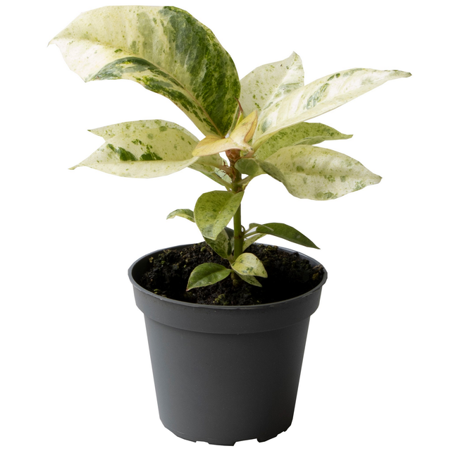 Ficus 'Schrijveriana Moonshine' 6 cm Topf