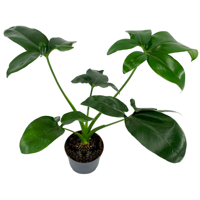 Philodendron 'Dino Feet' 12 cm Topf
