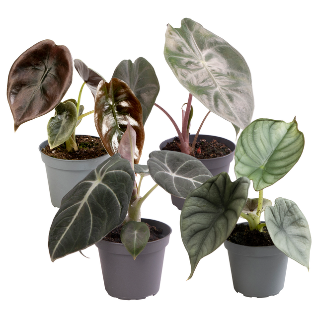 Alocasia Mini-Mix 6 cm Topf, 4er-Set