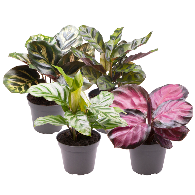 Calathea Mini-Mix 6 cm Topf, 4er-Set