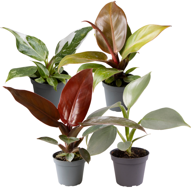 Philodendron Mini-Mix 6 cm Topf, 4er-Set