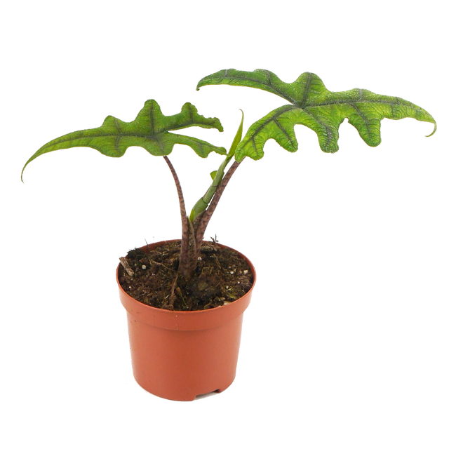 Alocasia 'Jacklyn' 9 cm Topf