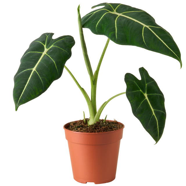 Alocasia 'Frydek' 12 cm Topf