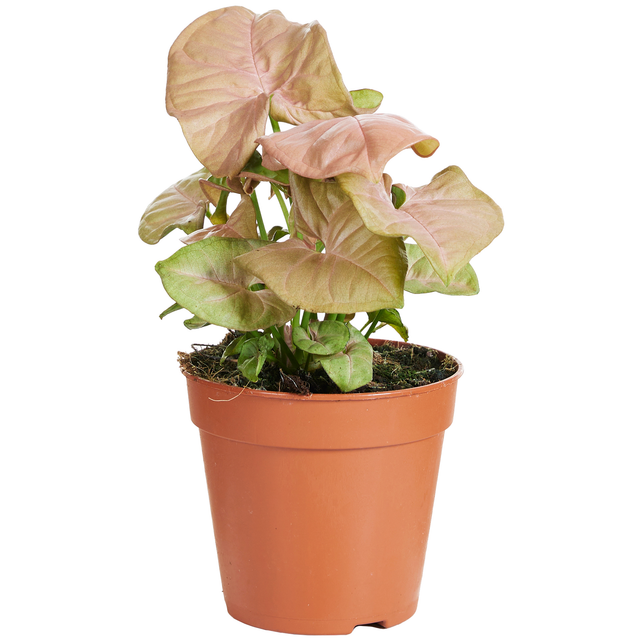 Purpurtute 'Neon' 12 cm Topf