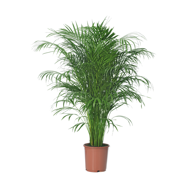 Areca 24 cm im Topf