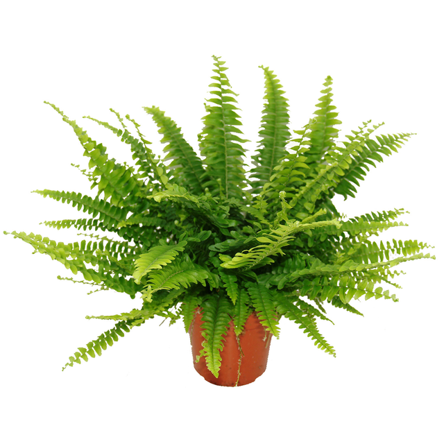 toom Schwertfarn 'Green Lady' 12 cm Topf