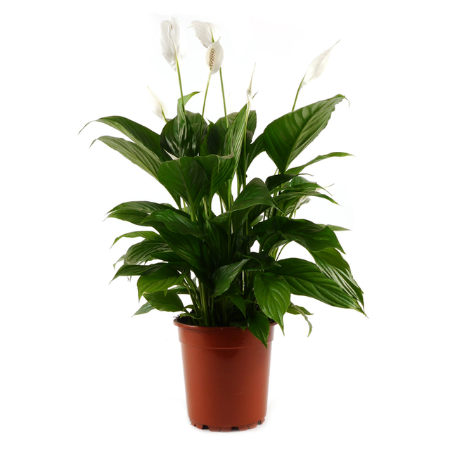 toom Einblatt 'Sweet Benito' weiß 12 cm Topf