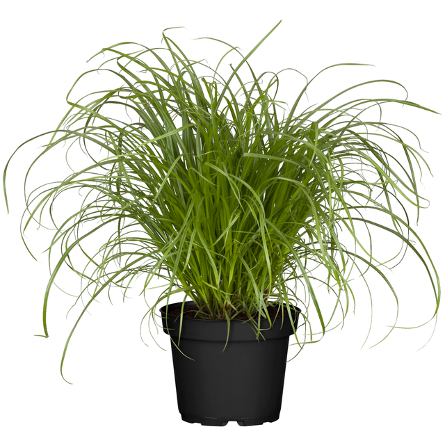 toom Katzengras 'Zumula'