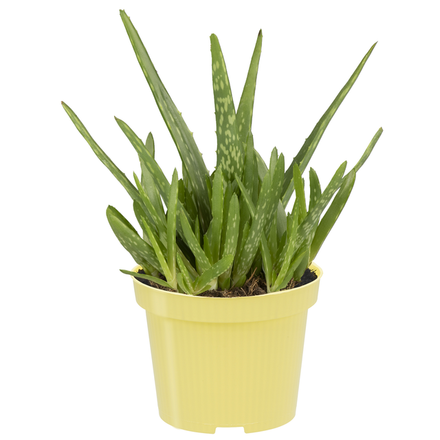 blu Bio-Aloe Vera 'Sweet' 12 cm Topf