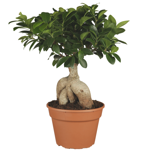 Zimmerbonsai Ficus Ginseng 17 cm Topf