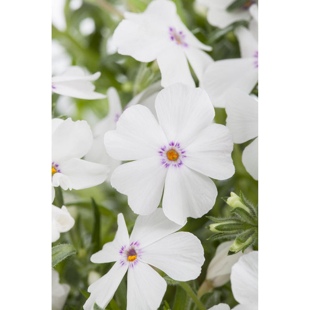 Bio Polsterphlox, 9 cm Topf, 3er-Set