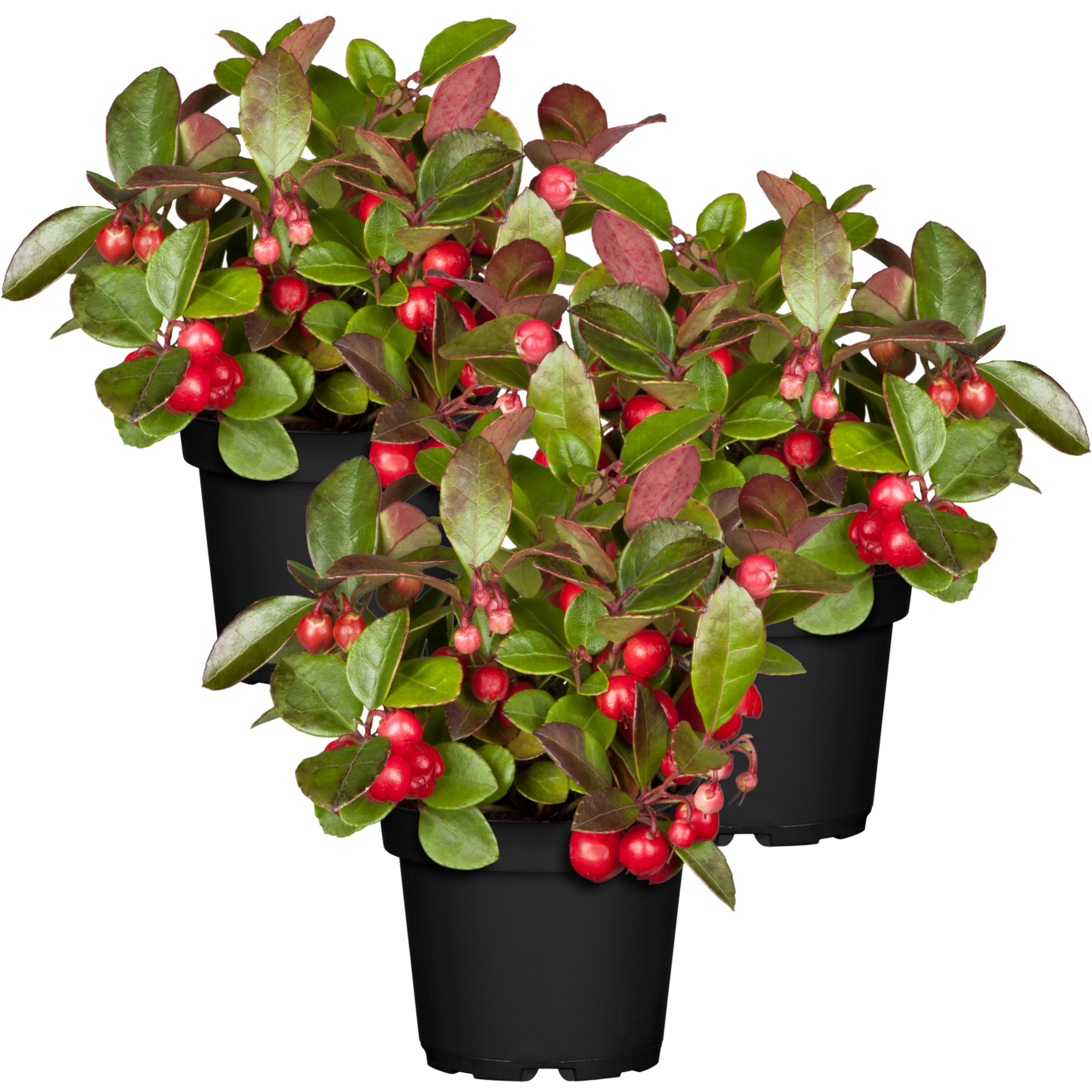 toom Scheinbeere 10,5 cm Topf, 3er-Set