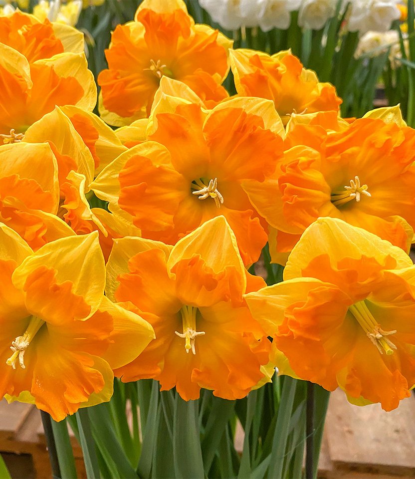 BALDUR Garten Blumenzwiebeln Narzisse 'Outright Orange', Osterglocke, winterhart, farbintensive Blüten, große Blütenkrone