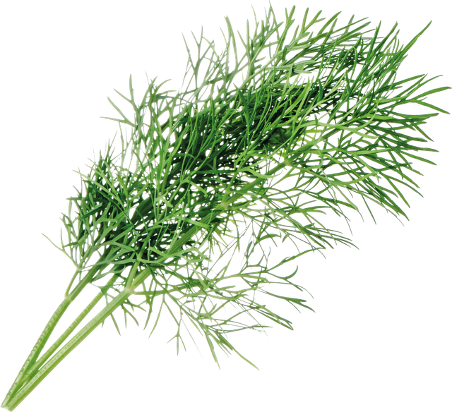 VER A10-ANE006 - Indoor Garden, Bio-Dill