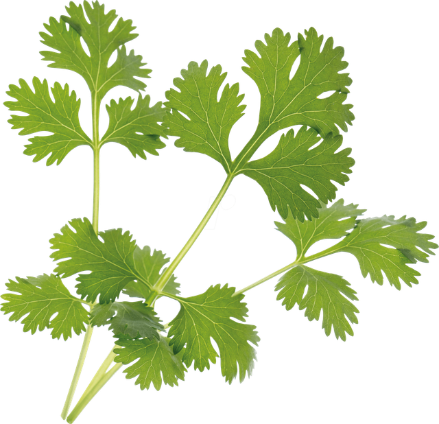 VER A10-COR003 - Indoor Garden, Bio-Koriander