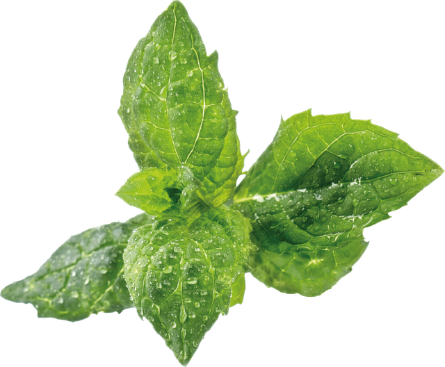 VER A10-MEN009 - Indoor Garden, Pfefferminz