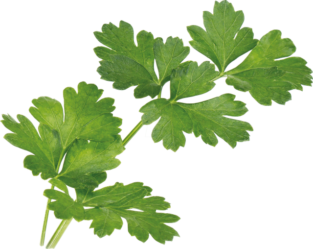 VER A10-PER002 - Indoor Garden, Bio-Petersilie, glatt