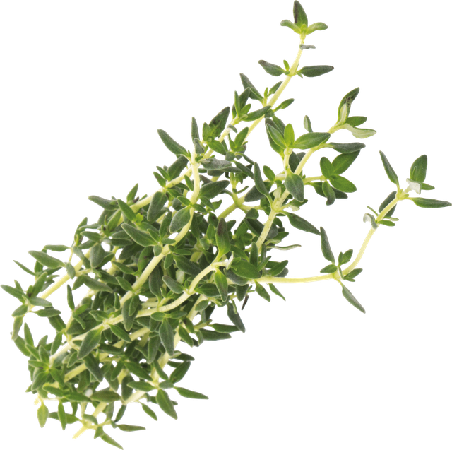 VER A10-THY005 - Indoor Garden, Bio-Thymian