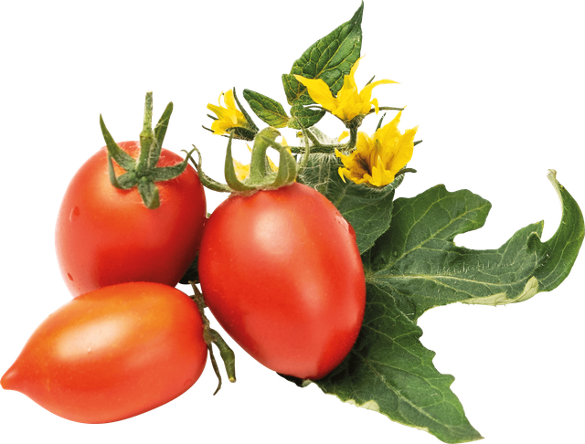 VER L5-TOM016 - Indoor Garden, Kirschtomaten