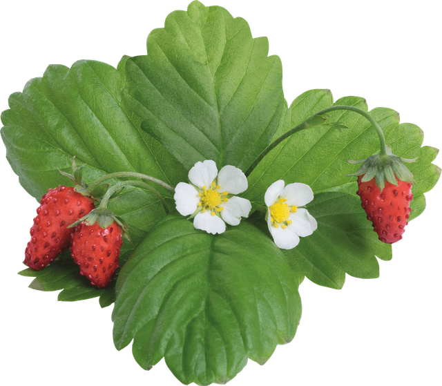 VER P5-FRA029 - Indoor Garden, Wald-Erdbeere, rot