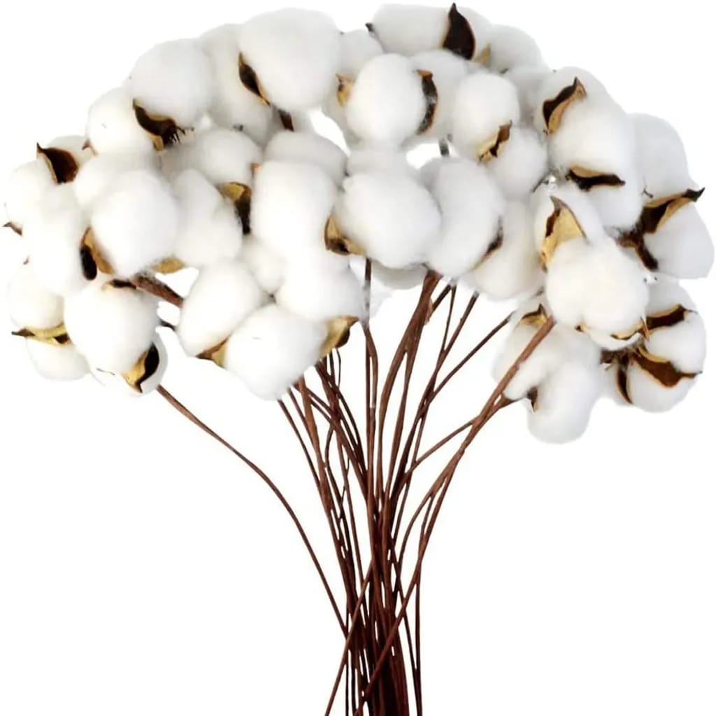 Baumwolle Zweig Natürlich Stängel Bauernhaus Getrocknete Blumen Baumwollzweige Baumwollpflanze Künstliche Trockenblumen (20 Stück)