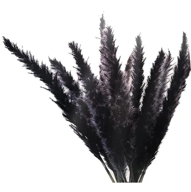 30 Schwarze Pampasgrasstängel, Kleine, Weiche, Natürlich Getrocknete Stängel, 43 Cm Lang, Für Blumenarrangements Und Heimdekoration