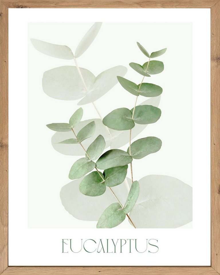 Bönninghoff Bild mit Rahmen Wandbild gerahmt EUCALYPTUS 40x50 cm – Botanik Wanddeko Boho Scandi, Blätter, Eukalyptus, Pflanzen (1 St), mit dekorativem Rahmen Bild 2