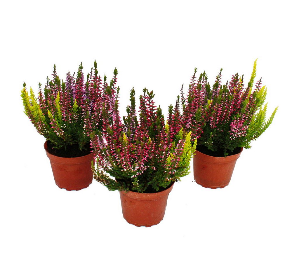 Exotenherz Beetpflanze Calluna vulgaris 3er Set Besenheide Heidepflanze winterhart 11cm Topf