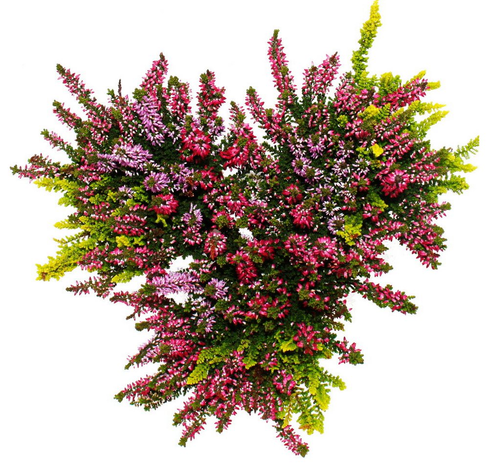 Exotenherz Beetpflanze Calluna vulgaris 3er Set Besenheide Heidepflanze winterhart 11cm Topf Bild 2