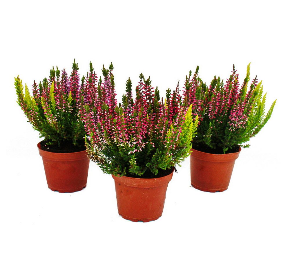 Exotenherz Beetpflanze Calluna vulgaris 3er Set Besenheide Heidepflanze winterhart 11cm Topf Bild 3