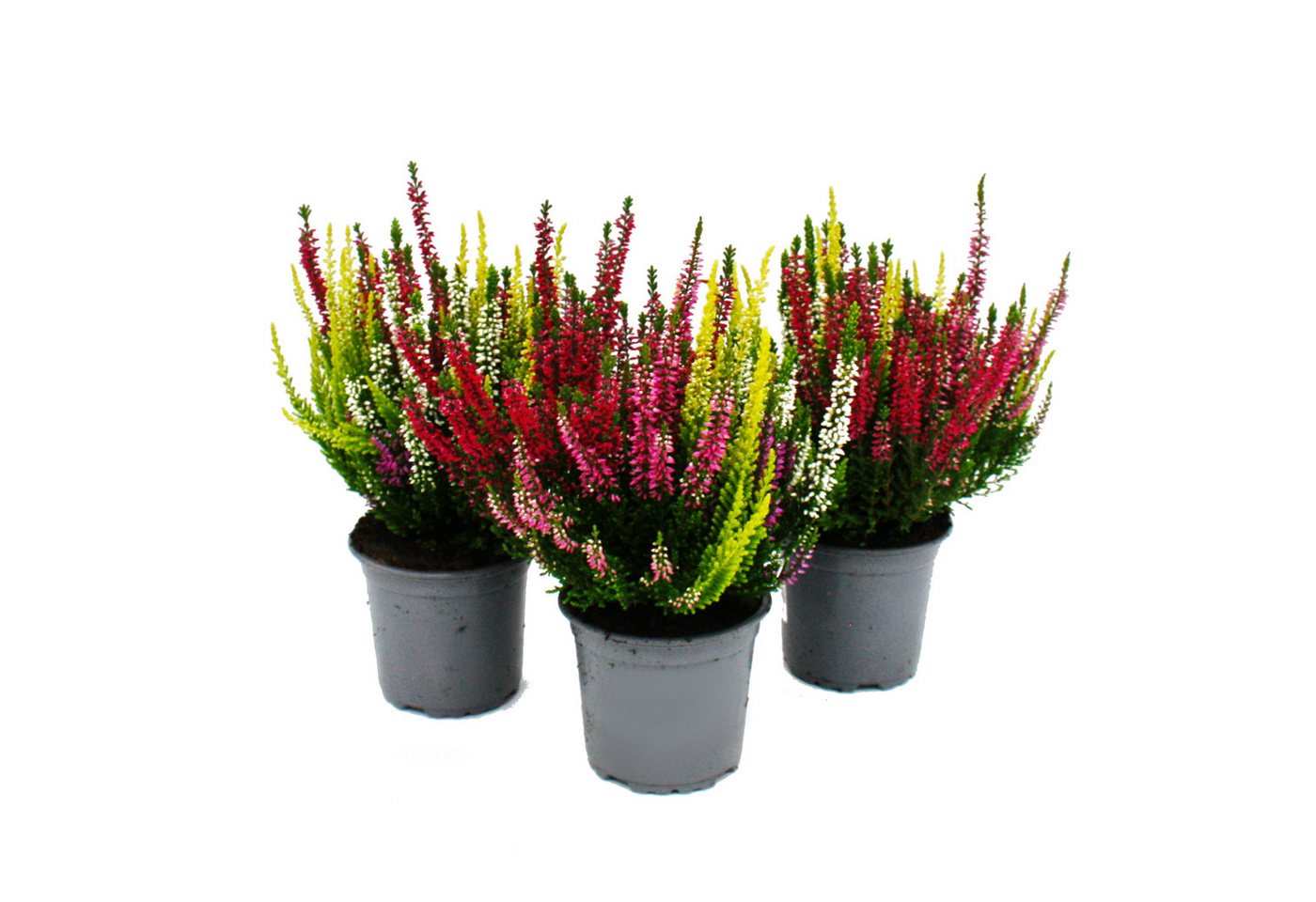 Exotenherz Beetpflanze Mehrfarbige Calluna vulgaris 3er Set Besenheide winterhart 11cm Topf