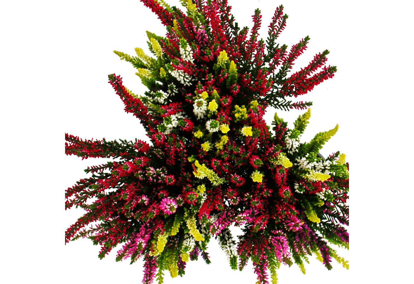 Exotenherz Beetpflanze Mehrfarbige Calluna vulgaris 3er Set Besenheide winterhart 11cm Topf Bild 2