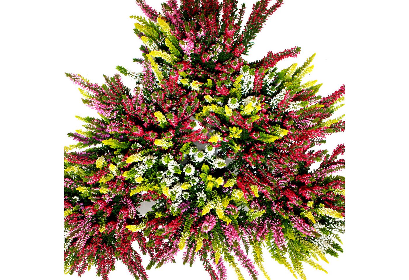 Exotenherz Beetpflanze Mehrfarbige Calluna vulgaris 3er Set Besenheide winterhart 11cm Topf Bild 3
