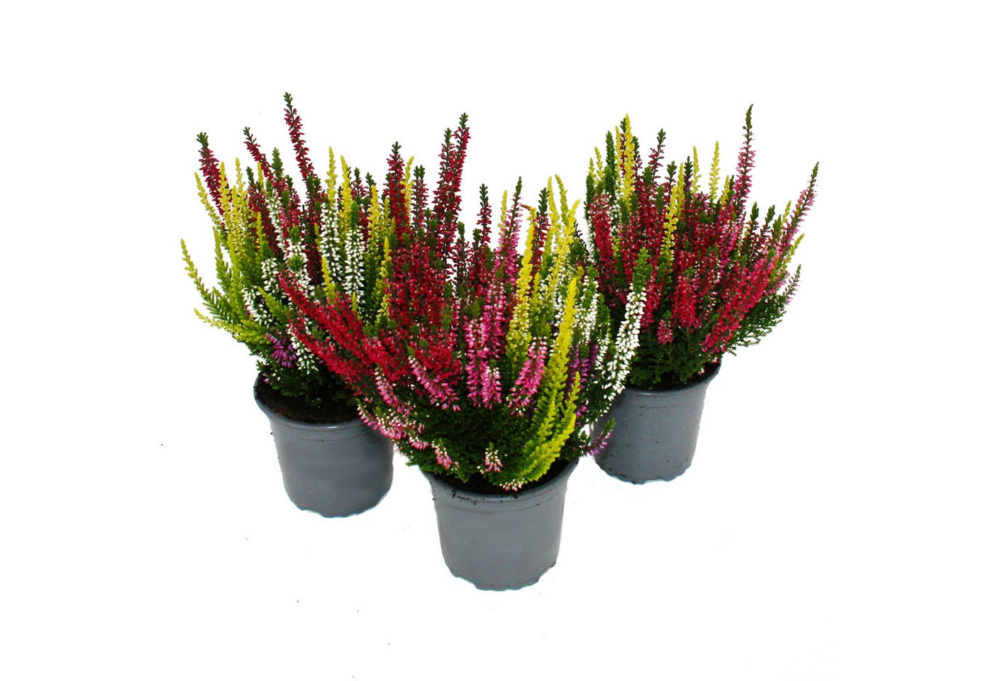 Exotenherz Beetpflanze Mehrfarbige Calluna vulgaris 3er Set Besenheide winterhart 11cm Topf Bild 4