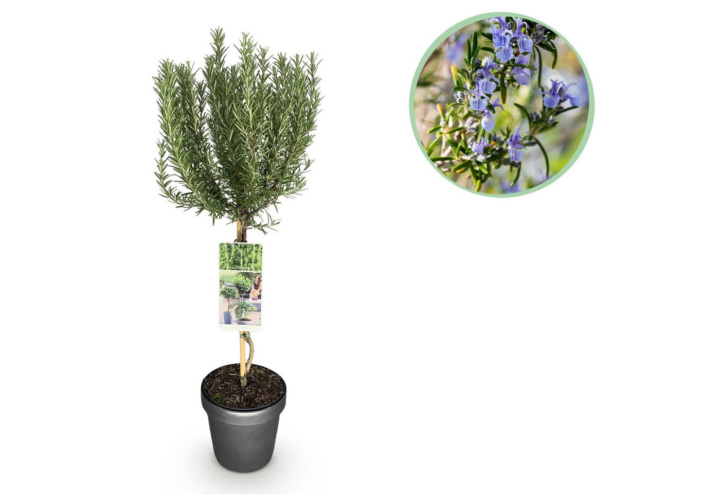Florora Topfpflanze Rosmarinus officinalis - Rosmarin - 90 cm – Topf 19 cm