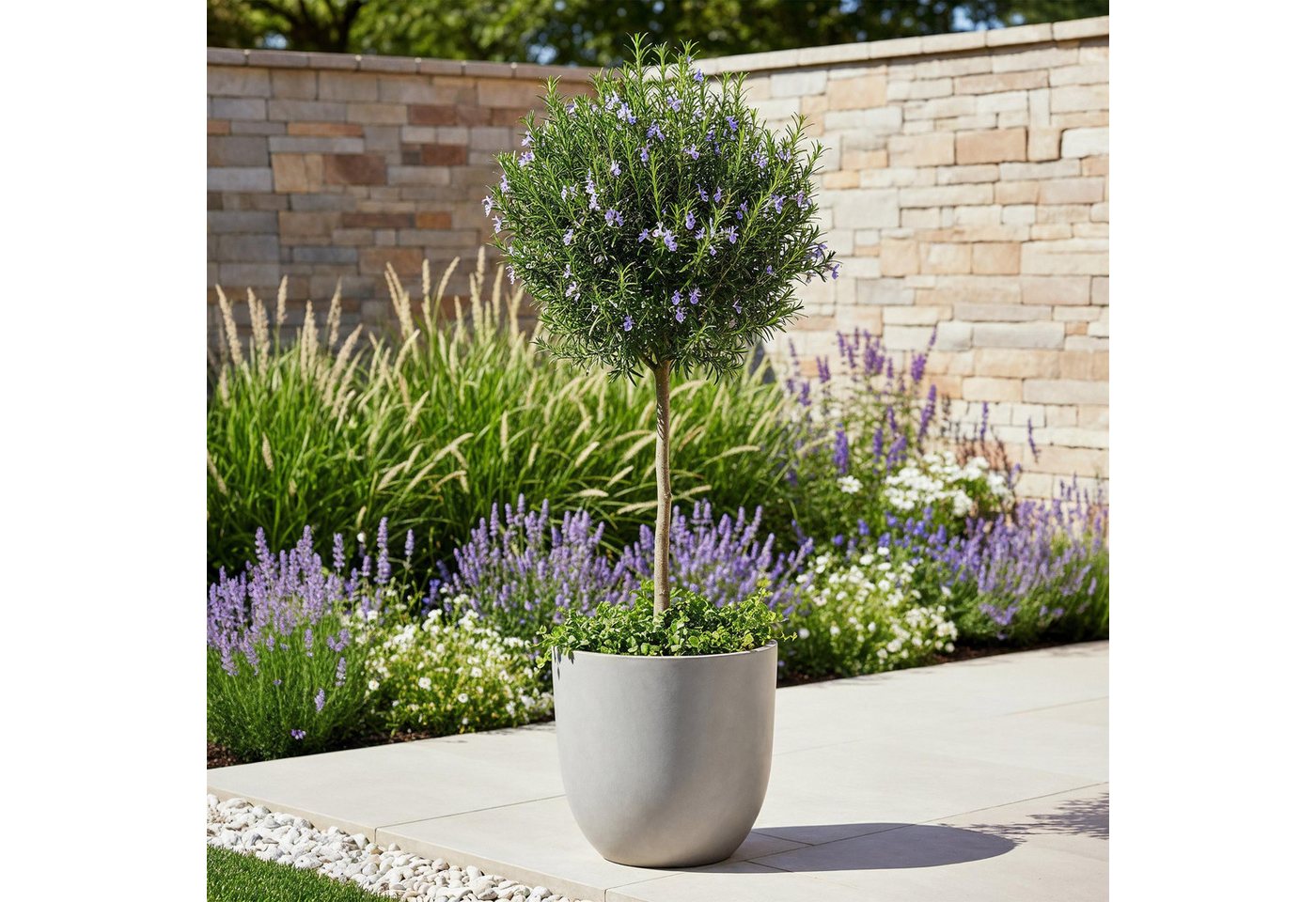 Florora Topfpflanze Rosmarinus officinalis - Rosmarin - 90 cm – Topf 19 cm Bild 2
