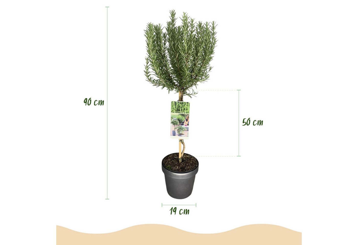 Florora Topfpflanze Rosmarinus officinalis - Rosmarin - 90 cm – Topf 19 cm Bild 3