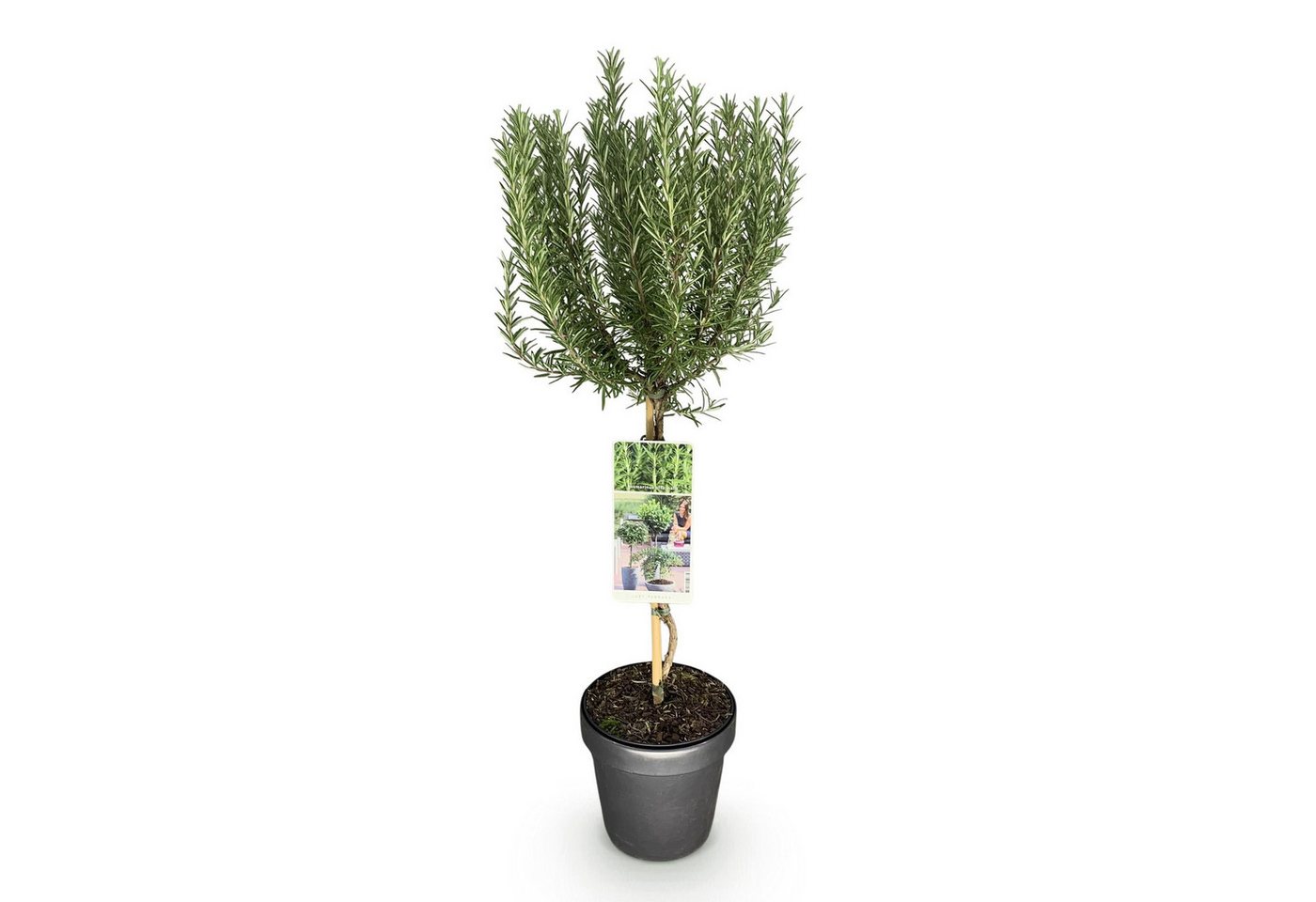 Florora Topfpflanze Rosmarinus officinalis - Rosmarin - 90 cm – Topf 19 cm Bild 4