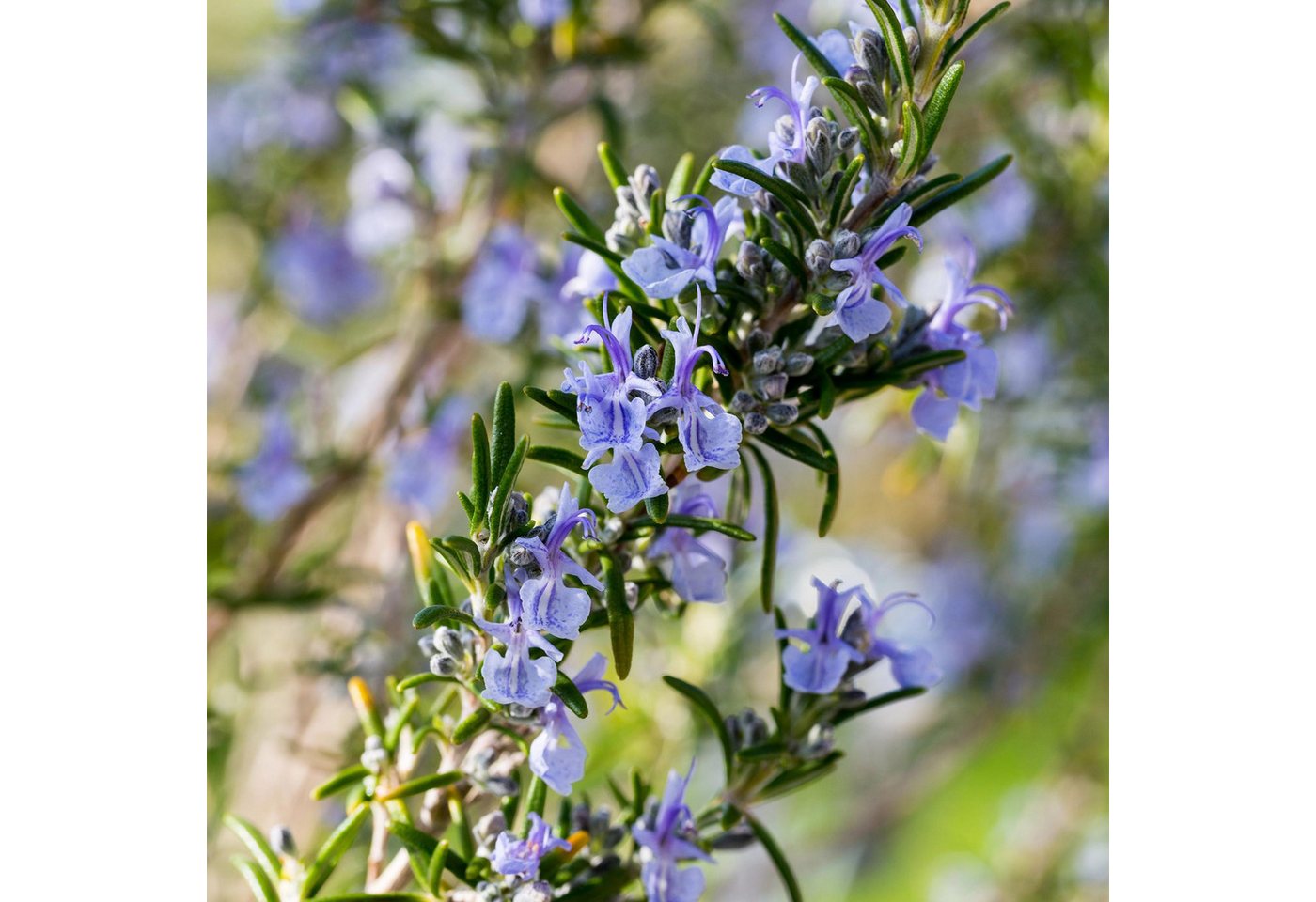 Florora Topfpflanze Rosmarinus officinalis - Rosmarin - 90 cm – Topf 19 cm Bild 5